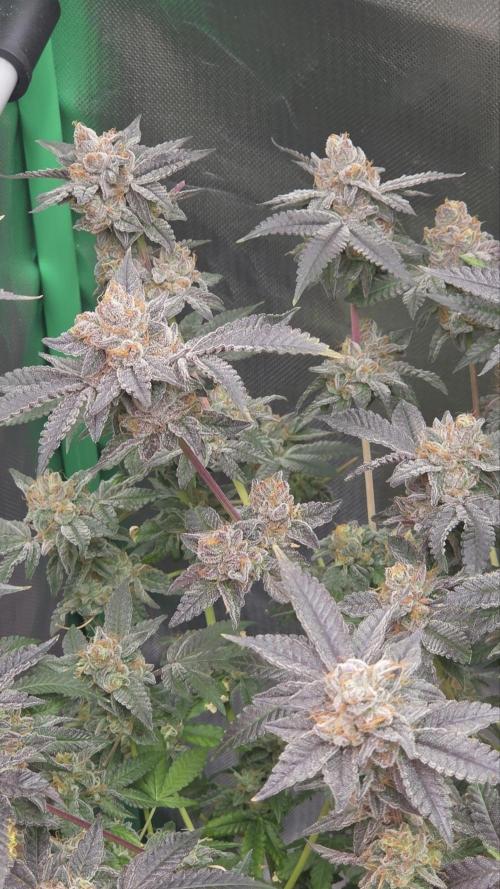 Apple Fritter. Week 13