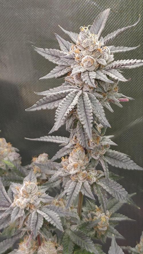 Apple Fritter. Week 13