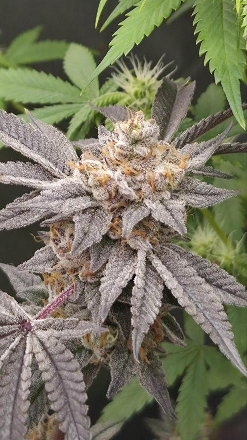 Apple Fritter. Week 13