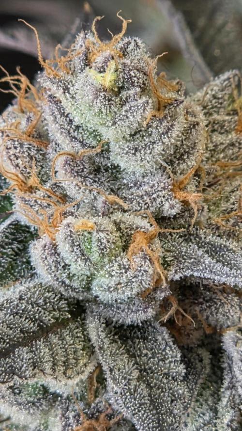 Apple Fritter. Week 13