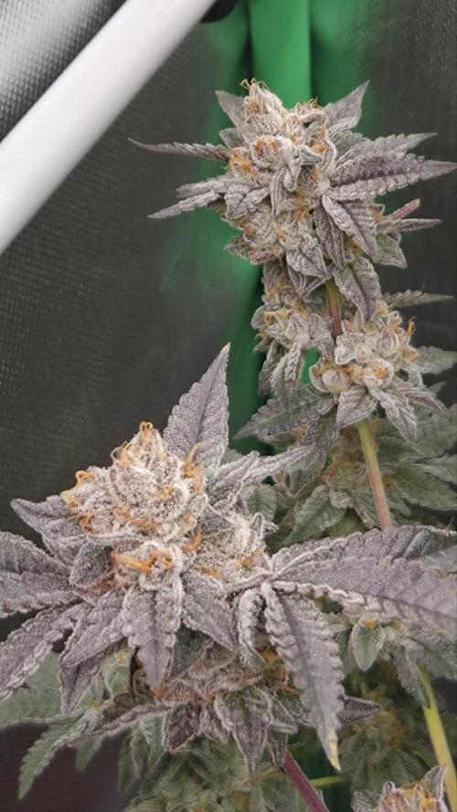 Apple Fritter. Week 13