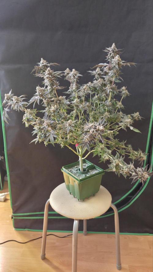Apple Fritter. Week 13