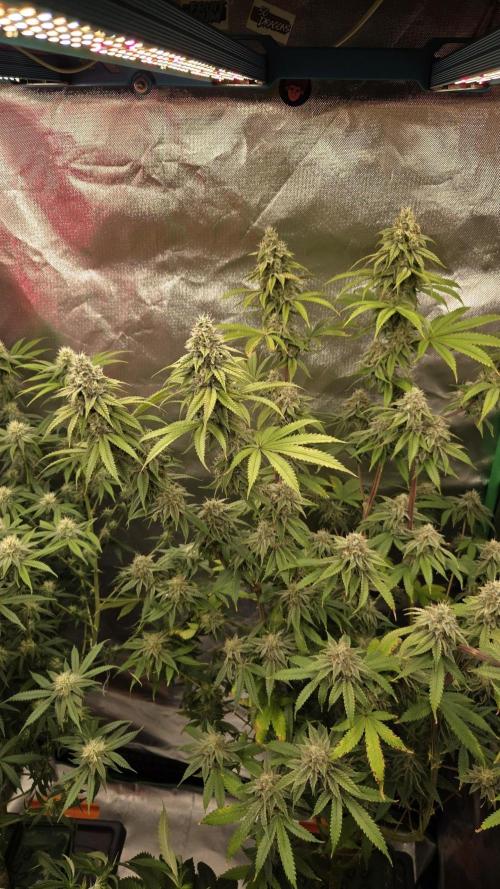 50 Lemons. Week 6