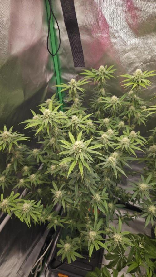 50 Lemons. Week 6