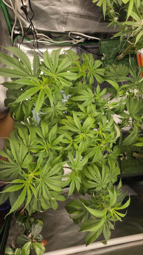 50 Lemons. Week 6