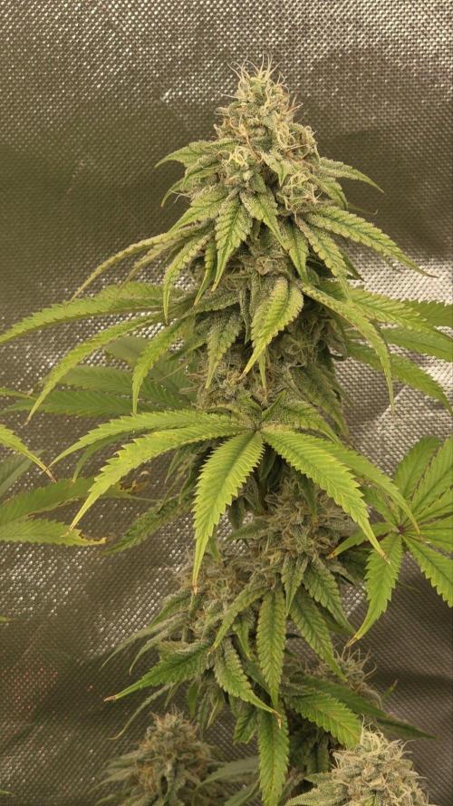 50 Lemons. Week 6