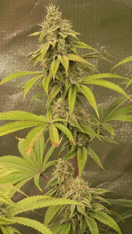 50 Lemons. Week 6