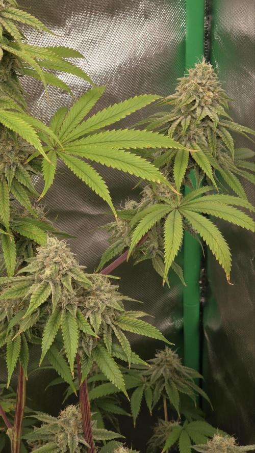 50 Lemons. Week 6