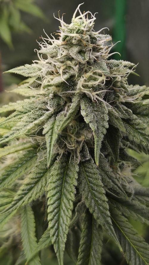 50 Lemons. Week 6