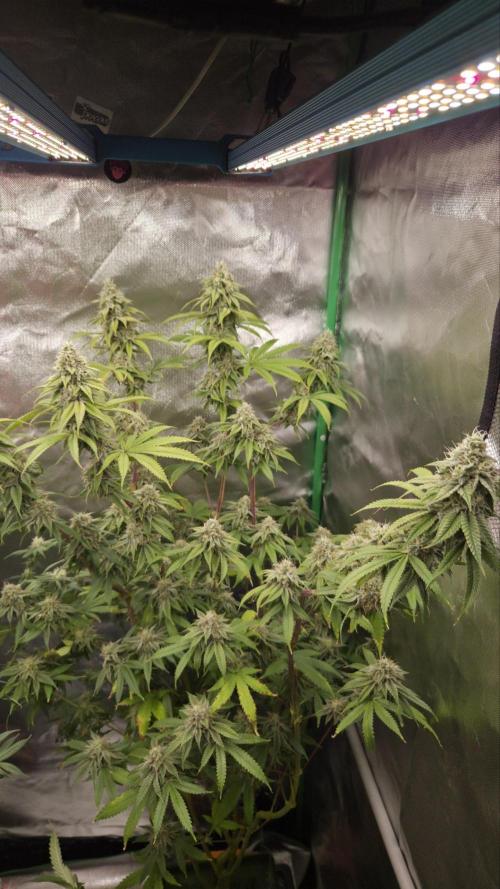 50 Lemons. Week 6