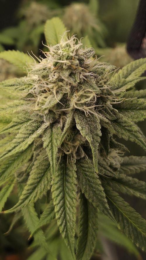 50 Lemons. Week 6
