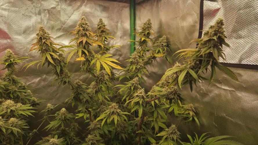 50 Lemons. Week 7