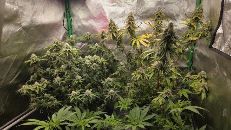 50 Lemons. Week 7