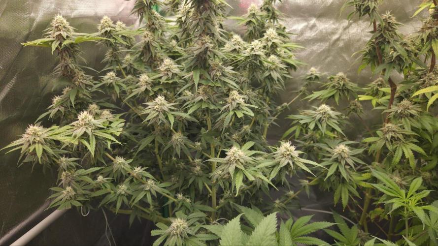 50 Lemons. Week 7