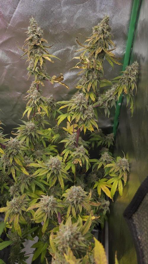 50 Lemons. Week 8
