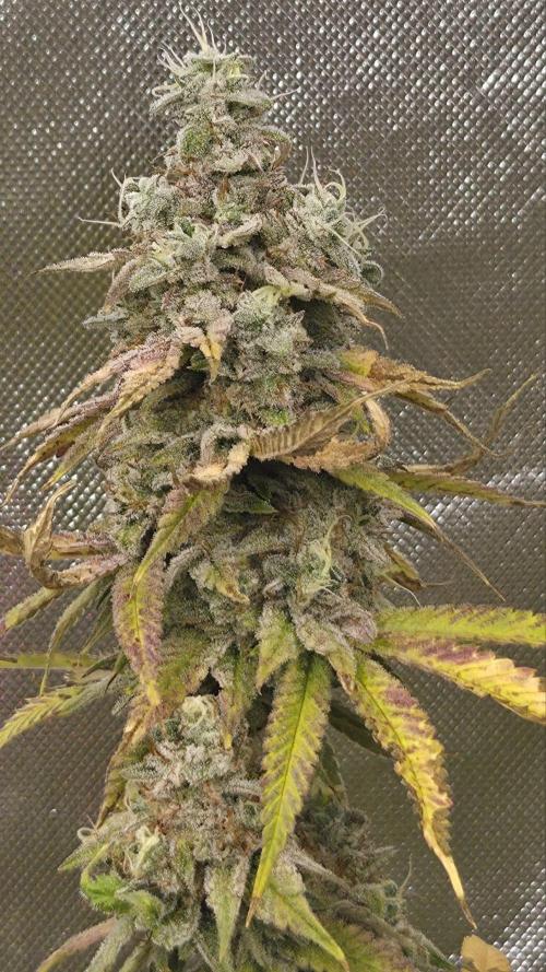 50 Lemons. Week 8