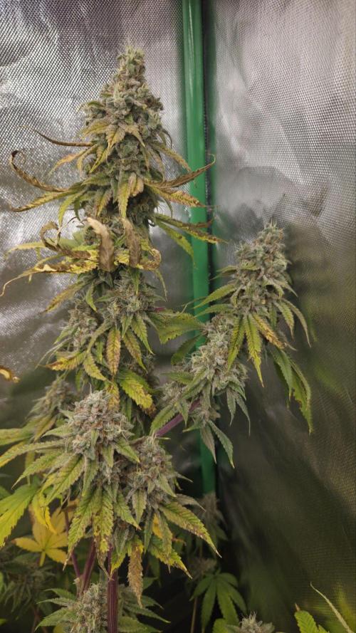 50 Lemons. Week 8