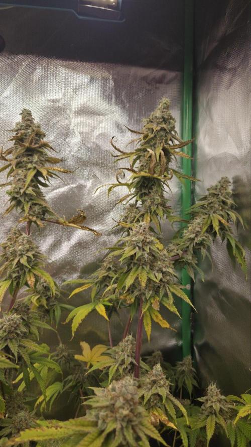 50 Lemons. Week 8