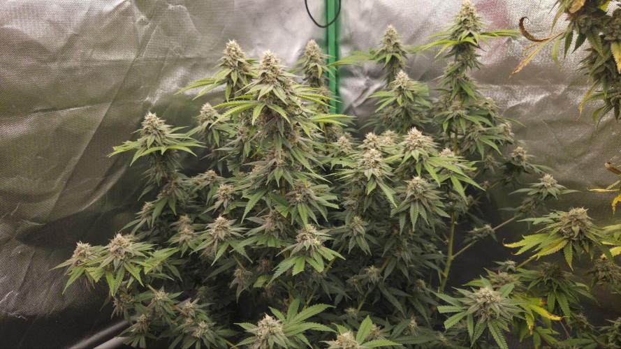 50 Lemons. Week 8