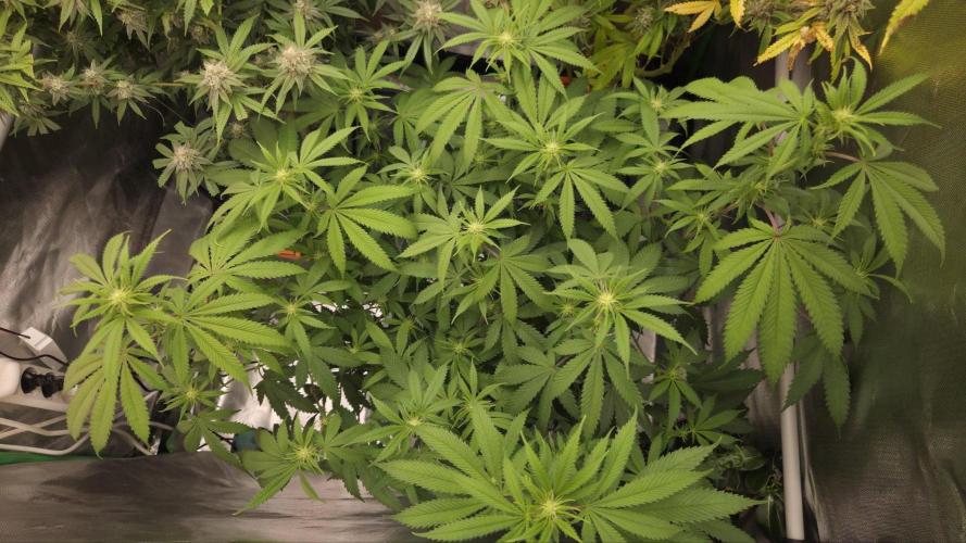 50 Lemons. Week 8