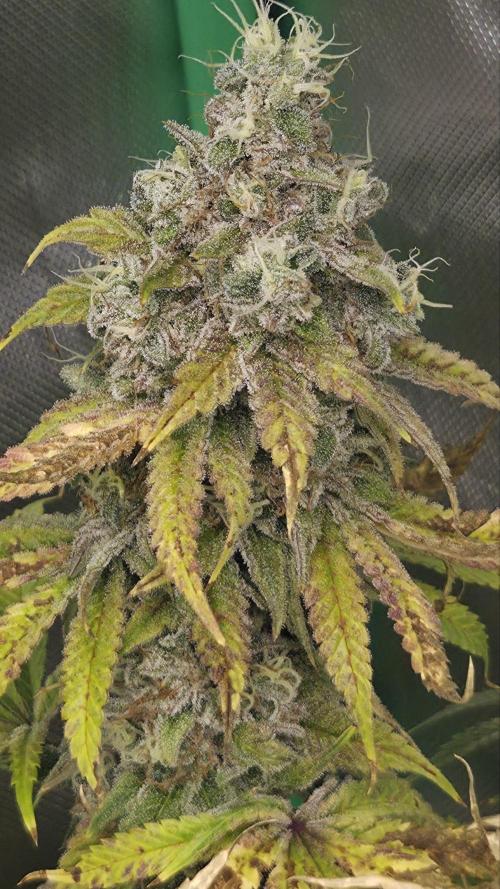 Lemons . Week 8