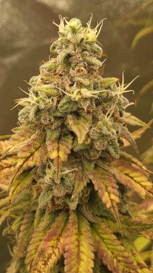 50 Lemons. Week 8