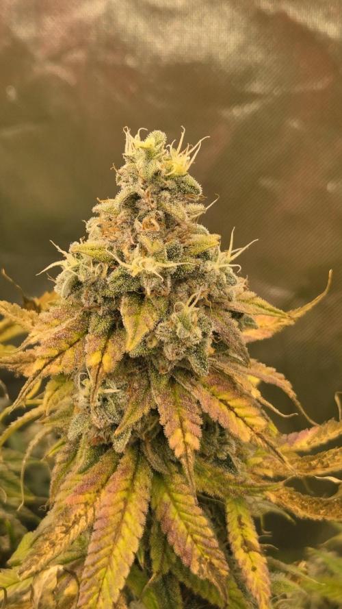 50 Lemons. Week 8