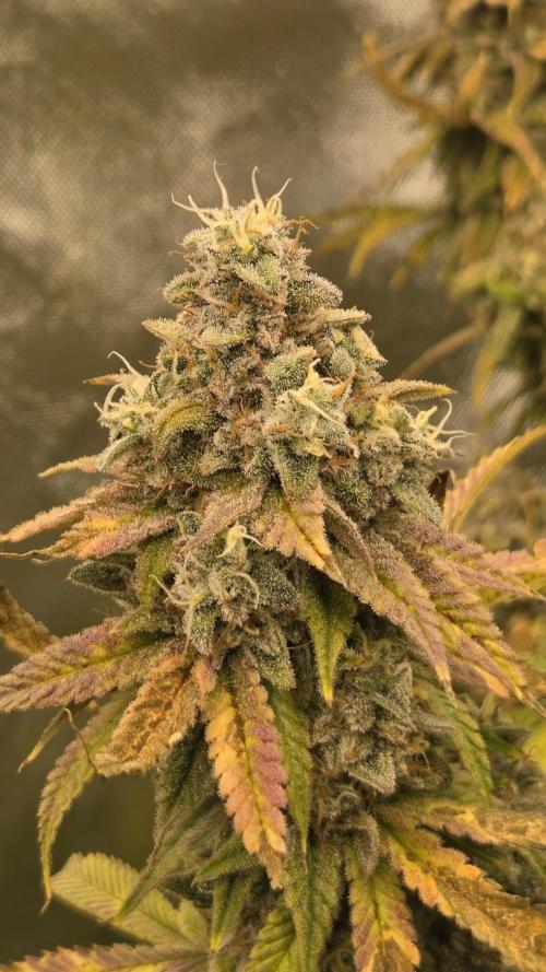 50 Lemons. Week 8
