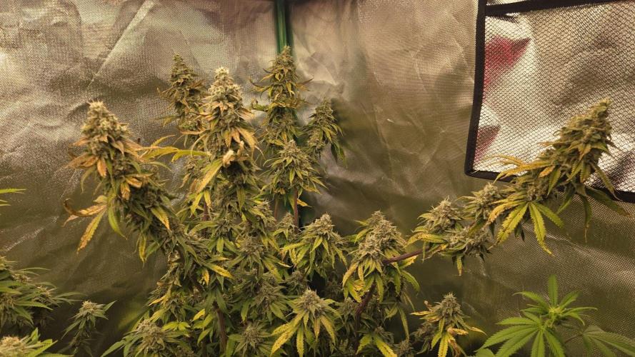 50 Lemons. Week 8