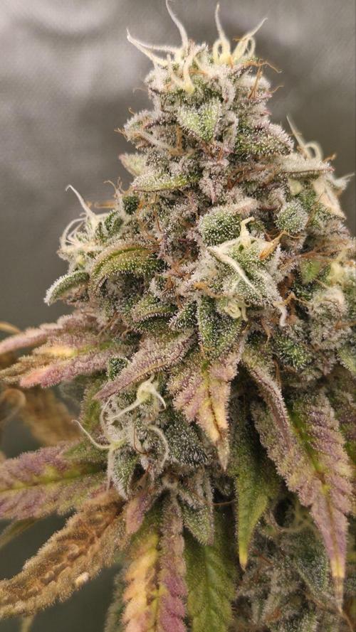 50 Lemons. Week 8