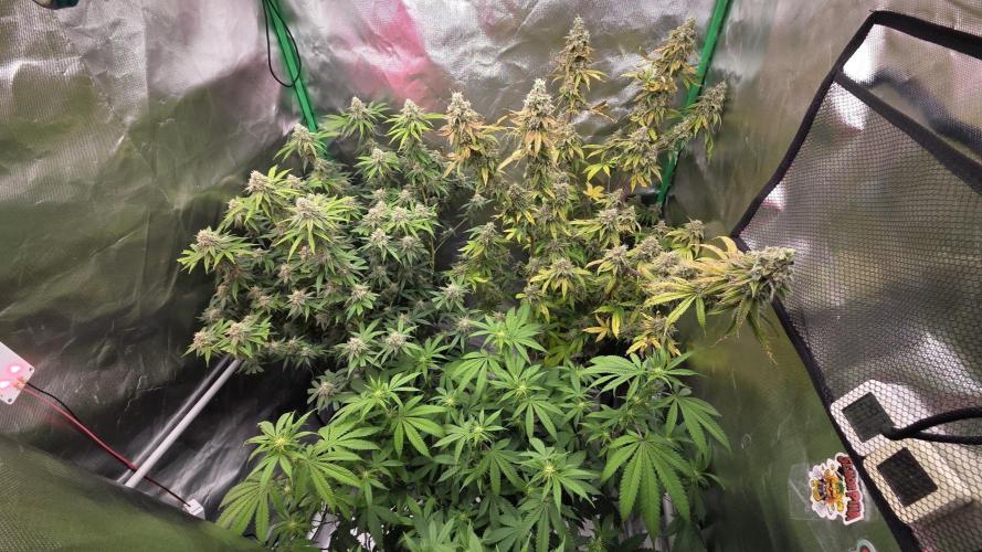 50 Lemons. Week 8