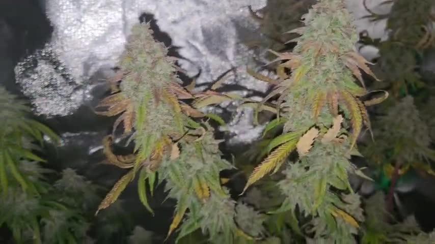 Lemons . Week 8
