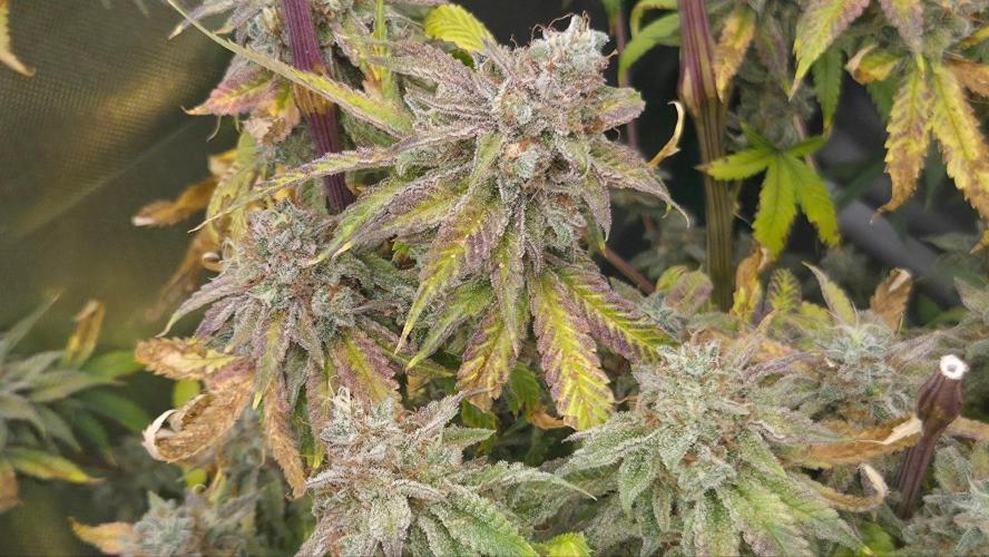 50 Lemons. Week 9