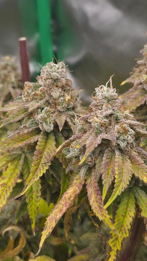 50 Lemons. Week 9