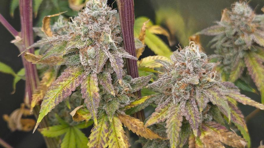 50 Lemons. Week 9