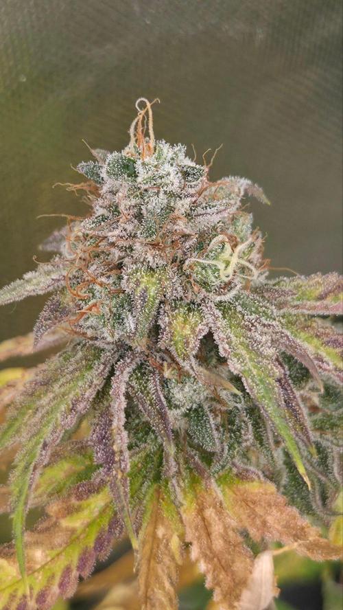 50 Lemons. Week 9
