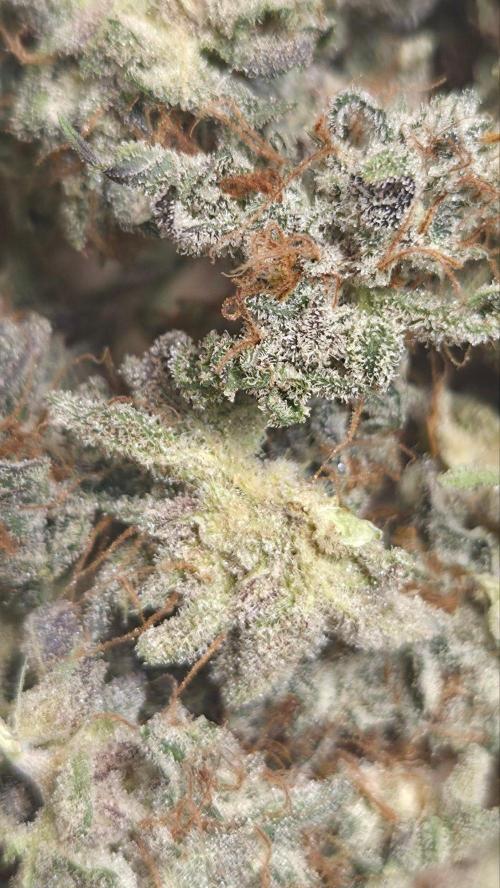 50 Lemons. Week 9