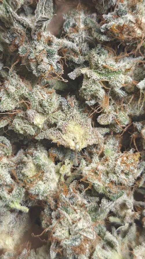 50 Lemons. Week 9