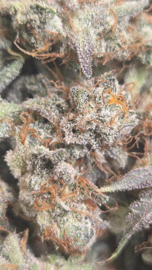 50 Lemons. Week 9