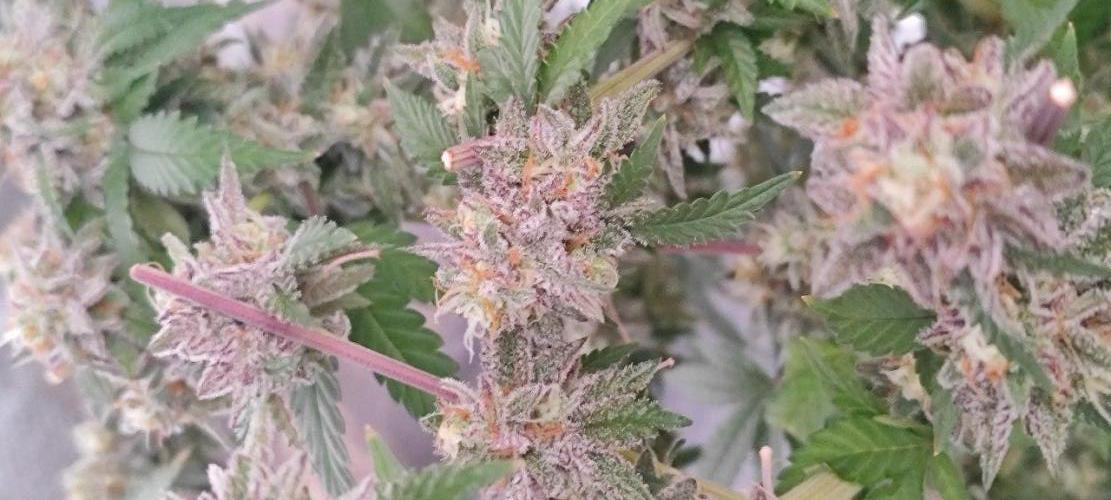 UKHTA (bonus unknown seed). Week 14