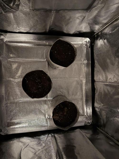 Seed Supplier Projekt. Week 0