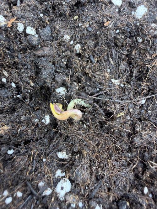 Seed Supplier Projekt. Week 0 - Nach 3 Tagen war der Keimling zu sehen