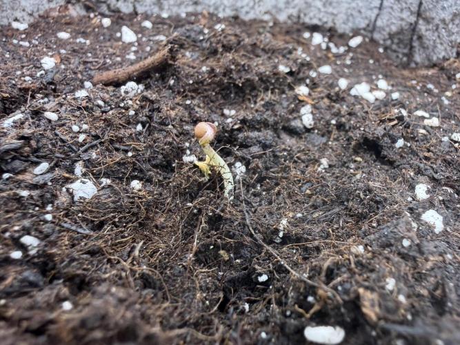 Seed Supplier Projekt. Week 0