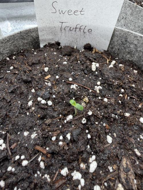 Seed Supplier Projekt. Week 0 - Keine 2 Tage später war auch sie zu sehen