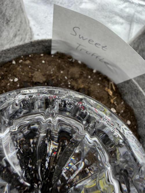 Seed Supplier Projekt. Week 0 - Nach 36h Keimung im Glas kam sie in den Endtopf