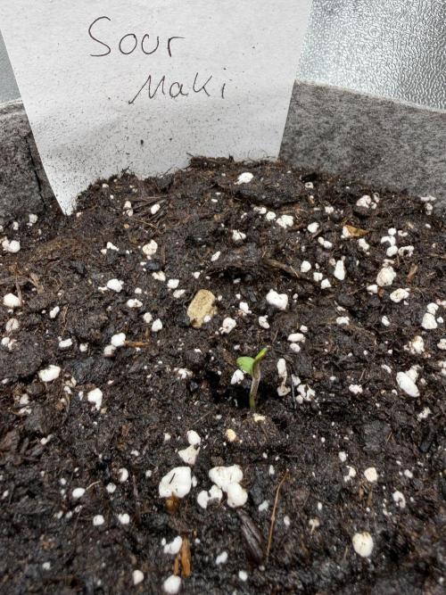 Seed Supplier Projekt. Week 0 - Nach nichtmal 2 Tagen kam auch aus der Erde