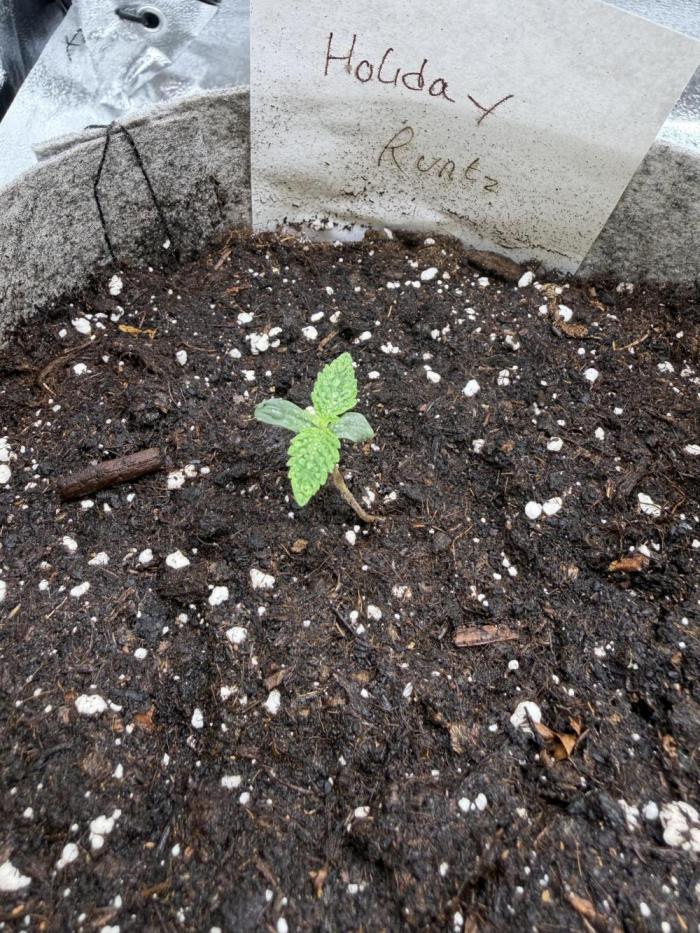 Seed Supplier Projekt. Week 1