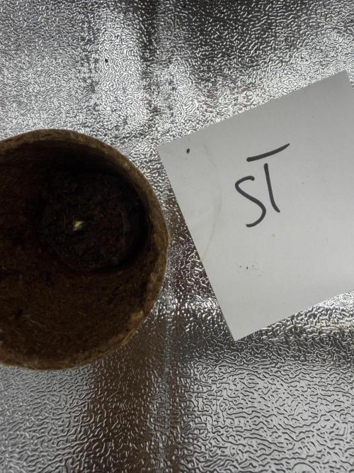 Seed Supplier Projekt. Week 0 - Seed Nummer 2. Den ersten habe ich wohl ertränkt…