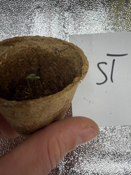 Seed Supplier Projekt. Week 0 - Seed #2 im torfquelltopf kam schneller als die Keimung im Wasser.
