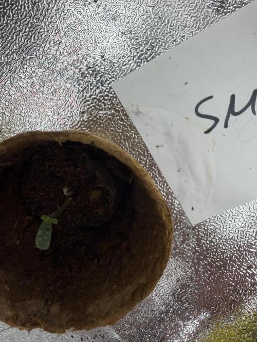 Seed Supplier Projekt. Week 0